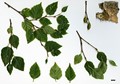 SpeciesSub: var. parvifolia